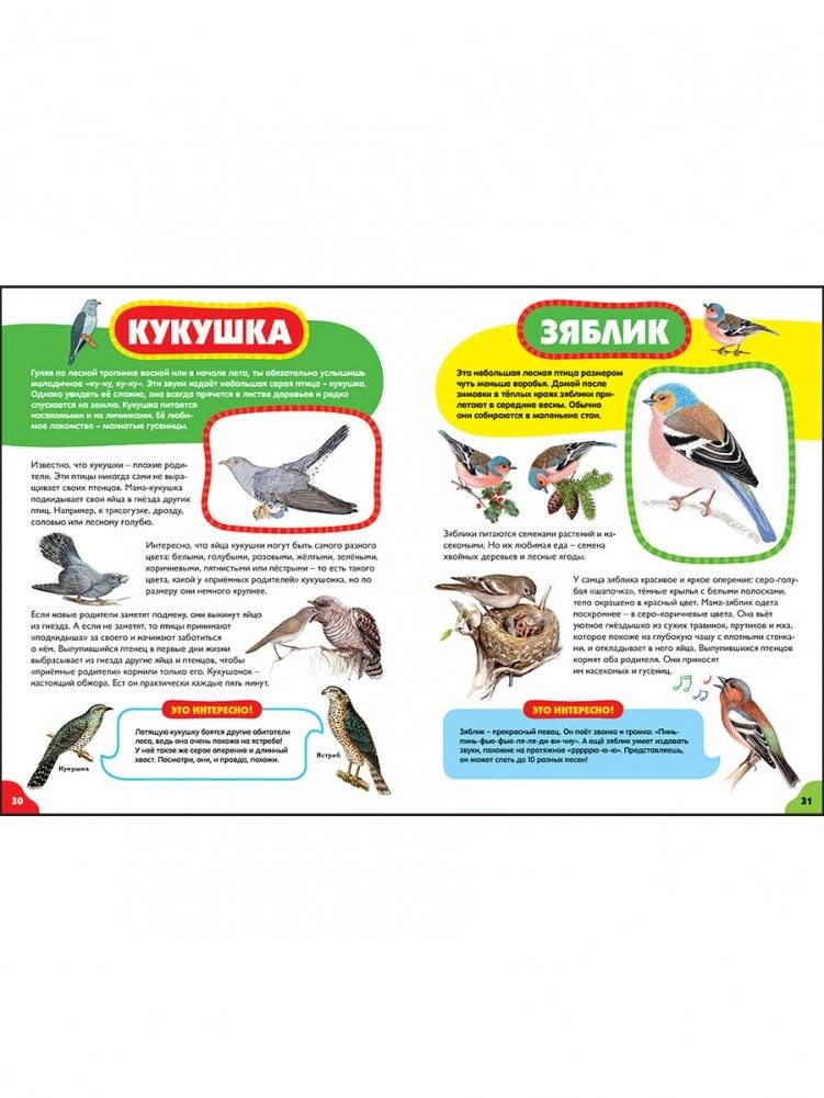 Птицы для самых маленьких. Лучшая энциклопедия для малышей фото книги 4
