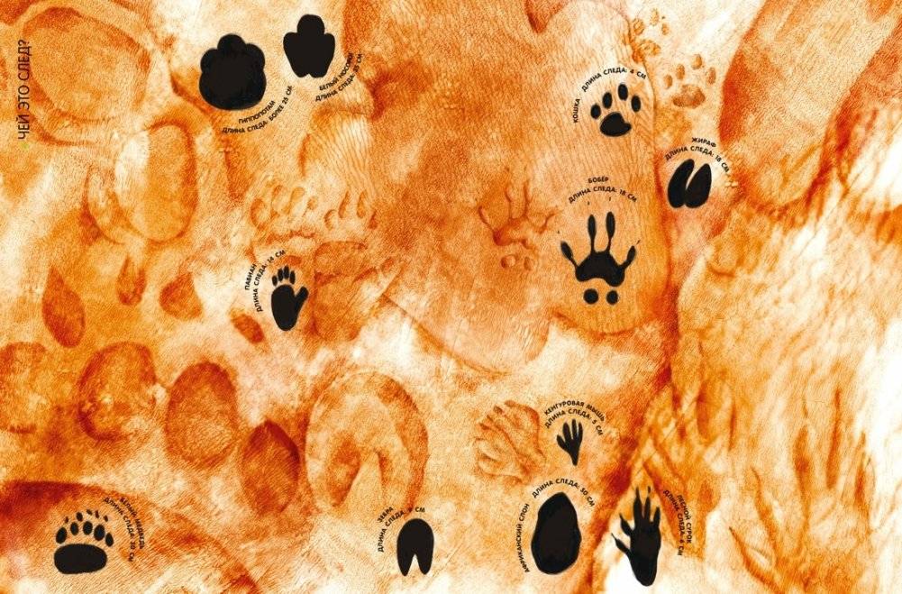 Самые удивительные животные в натуральную величину фото книги 7