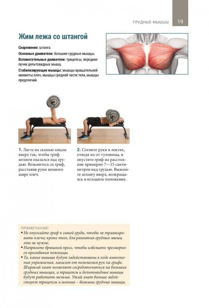 Анатомия тренировок со свободными отягощениями фото книги 8