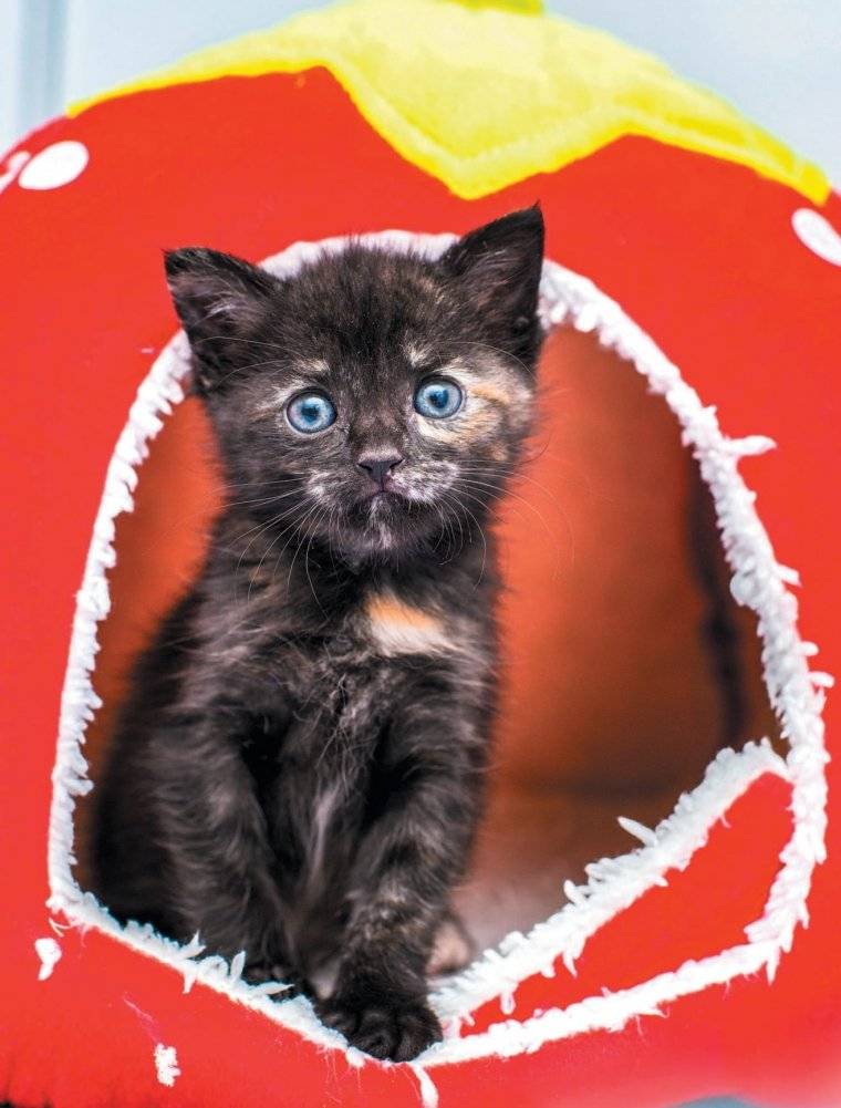 Крошки на ладошке. Трогательное руководство по спасению и заботе о котятах для самых неравнодушных фото книги 2