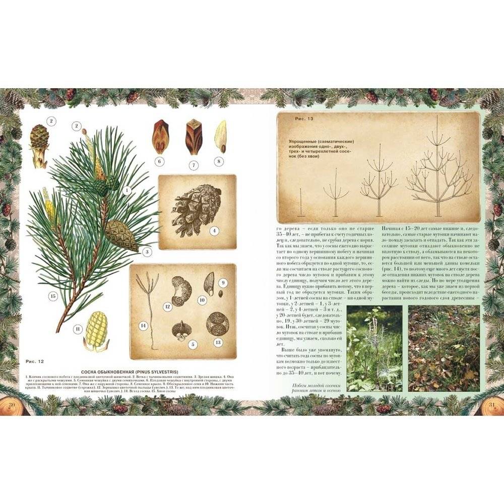 Беседы о русском лесе фото книги 2