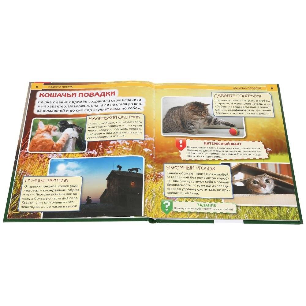 Кошки и котята фото книги 3