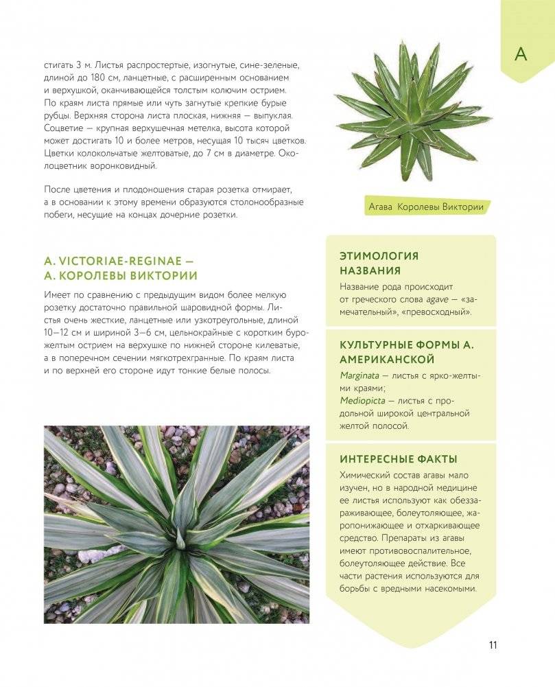 Зеленый оазис. Комнатные растения от А до Я фото книги 4