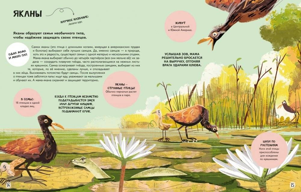 Семья в мире животных. Любовь, забота и воспитание в дикой природе фото книги 3