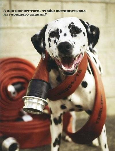 Почему собаки лучше кошек фото книги 2