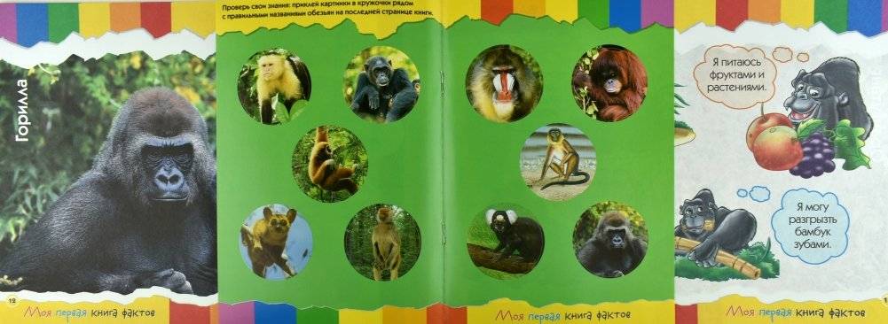 Моя первая книга фактов. Обезьяны и мартышки фото книги 6