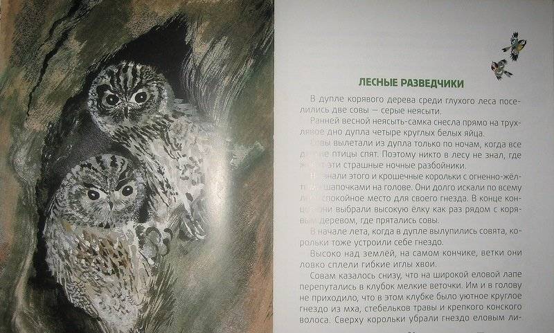 Лесные разведчики фото книги 7