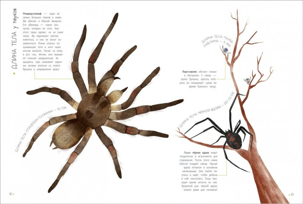 Животные в метрах и миллиметрах фото книги 2