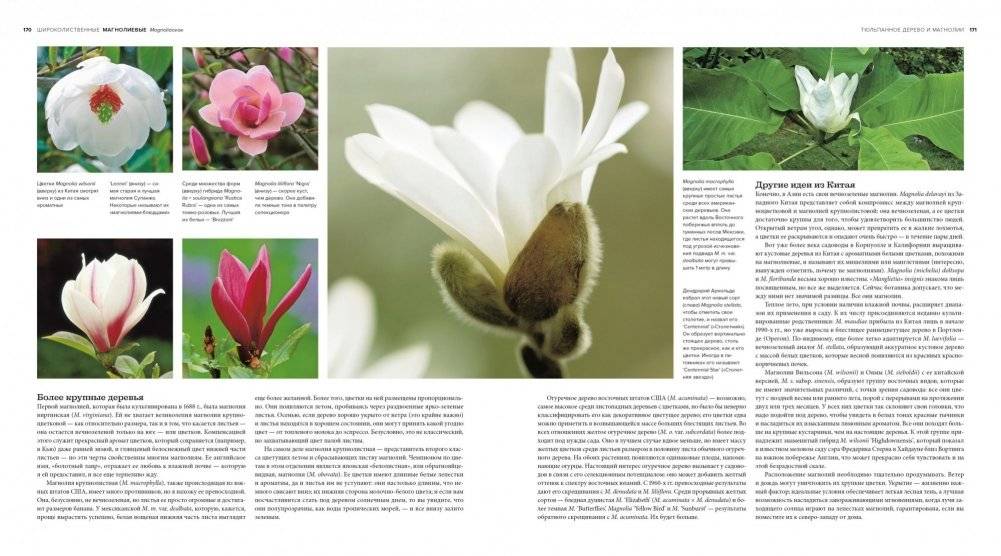 Деревья. Жизнеутверждающее путешествие по лесам, садам и паркам фото книги 9