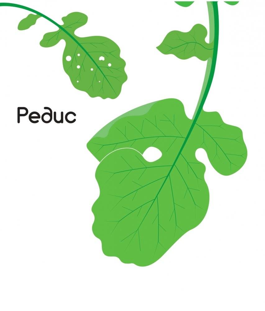 Что за овощ? фото книги 7