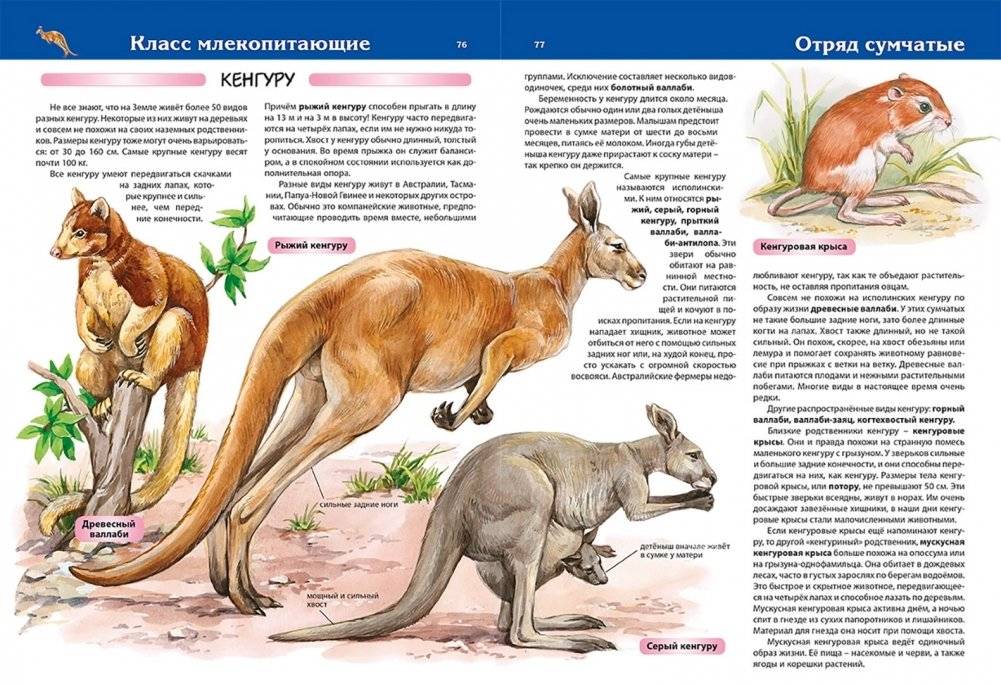 Животные. Большая детская энциклопедия фото книги 3