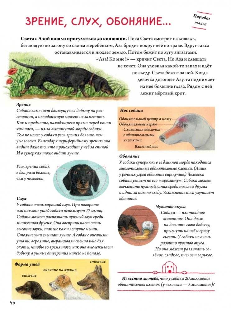 Моя самая красивая книга о кошках и собаках фото книги 11