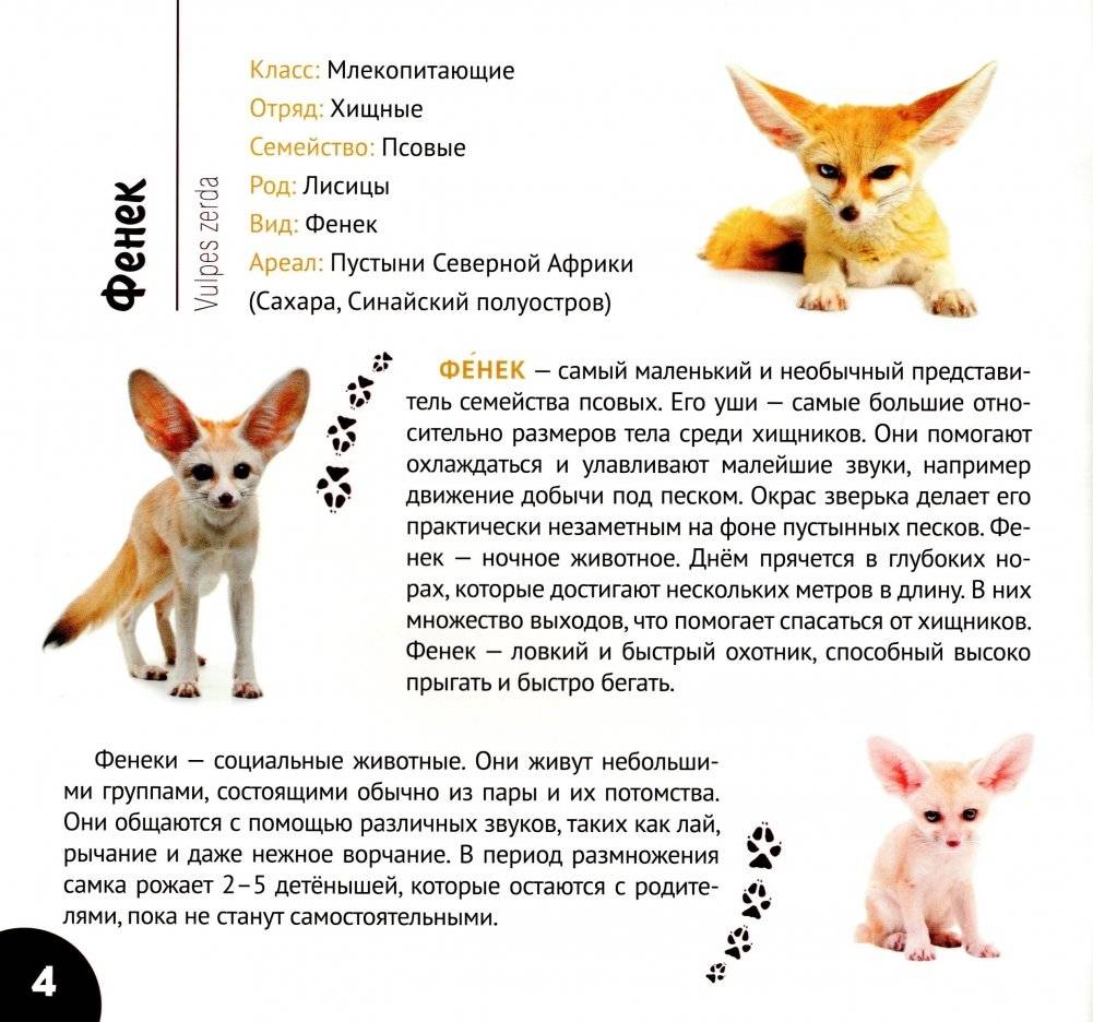 Африканские просторы фото книги 5