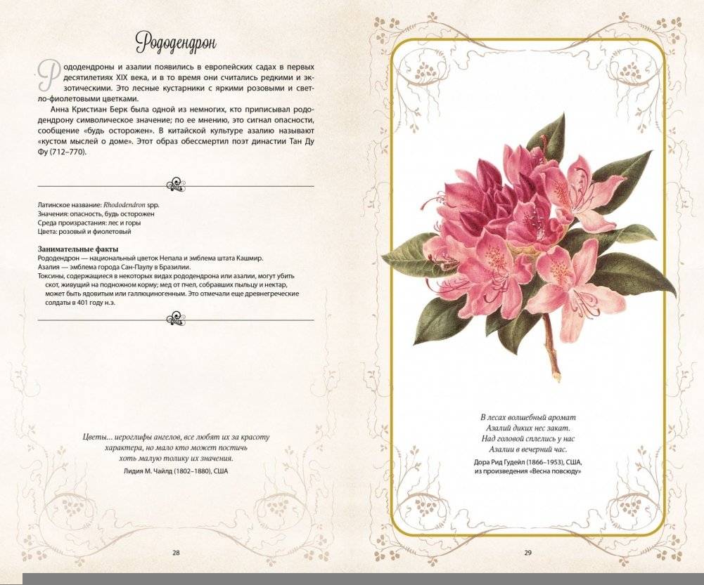 Тайный язык цветов фото книги 6