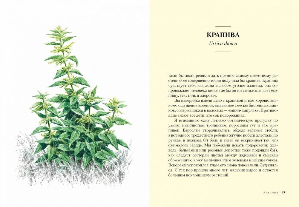 Травы. Природный источник жизненной силы фото книги 5