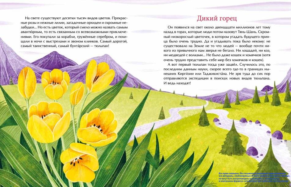 Тюльпан. Цветок султанов и мельников фото книги 2