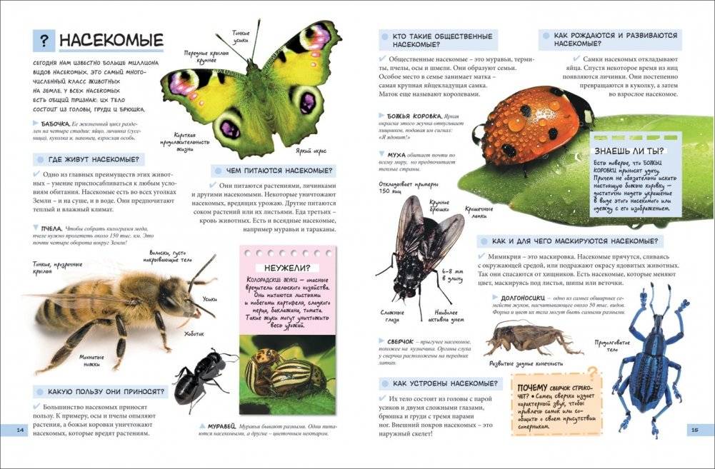 Большой подарок школьнику фото книги 2