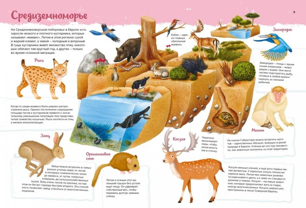 Животные. Мой первый атлас в картинках фото книги 4