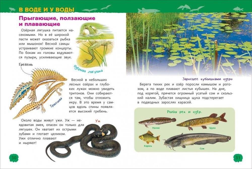 Животные России. Энциклопедия для детского сада фото книги 3