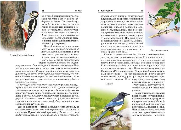 Птицы. Школьный путеводитель фото книги 3