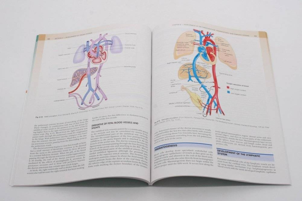 Concise clinical embryology: an integrated, case-based approach фото книги 2