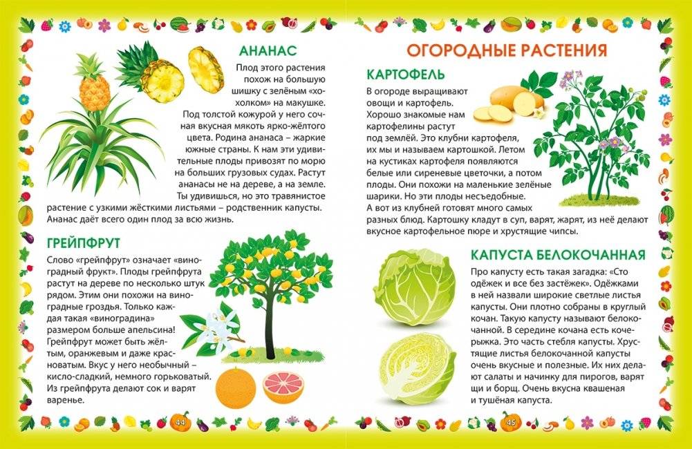 Растения. Энциклопедия для малышей фото книги 4