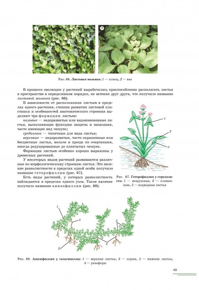 Ботаника фото книги 4