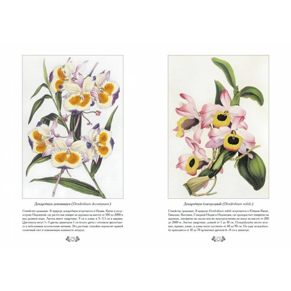 Самые красивые цветы. Дж. Пакстон фото книги 10
