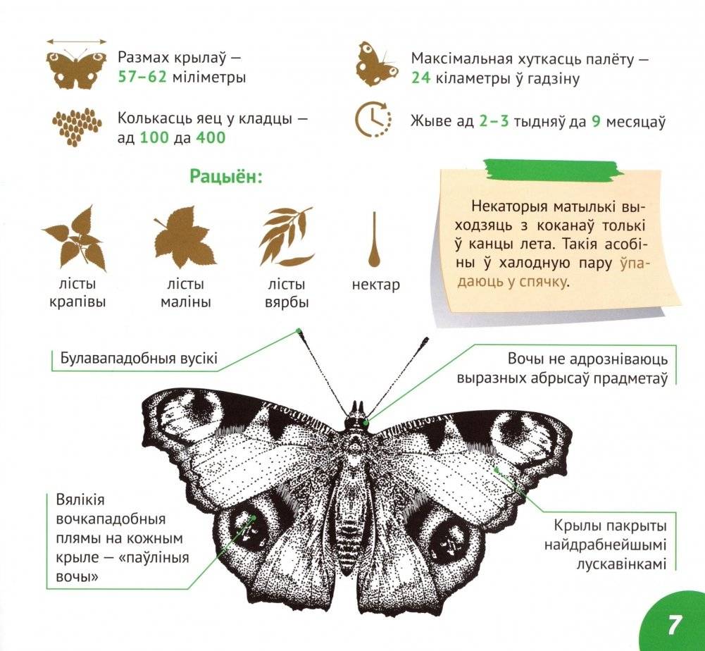 Насякомыя Беларусі фото книги 3