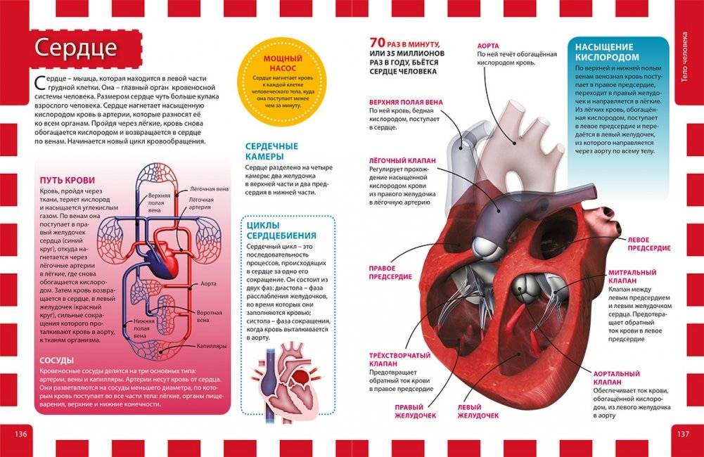 Лучшая энциклопедия для почемучек и любознашек фото книги 5