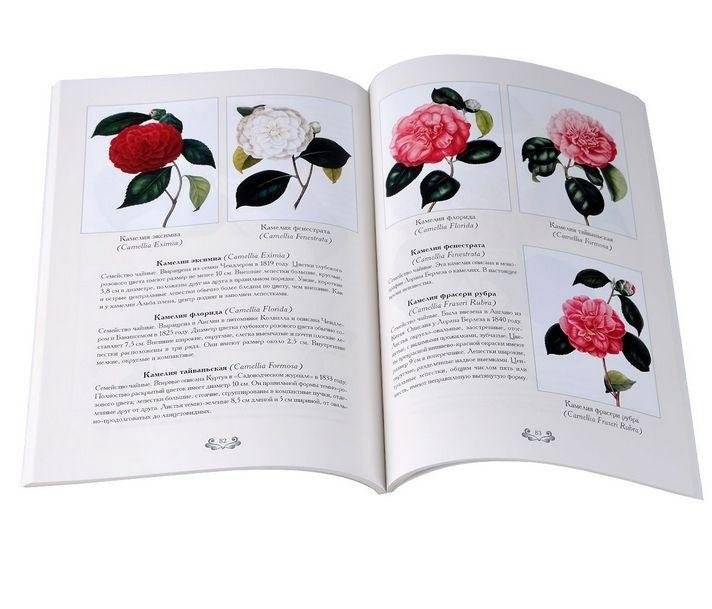 Камелии фото книги 3