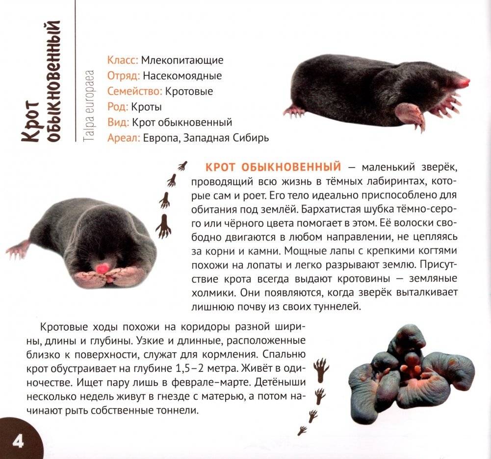 Подземные обитатели фото книги 5