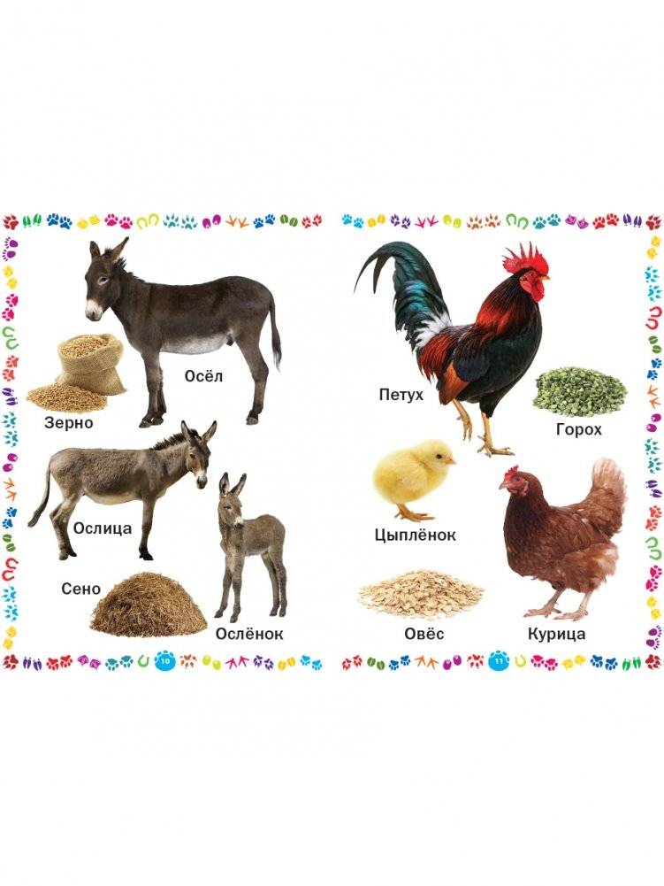 Животные и их детёныши. Книга для самых маленьких фото книги 3