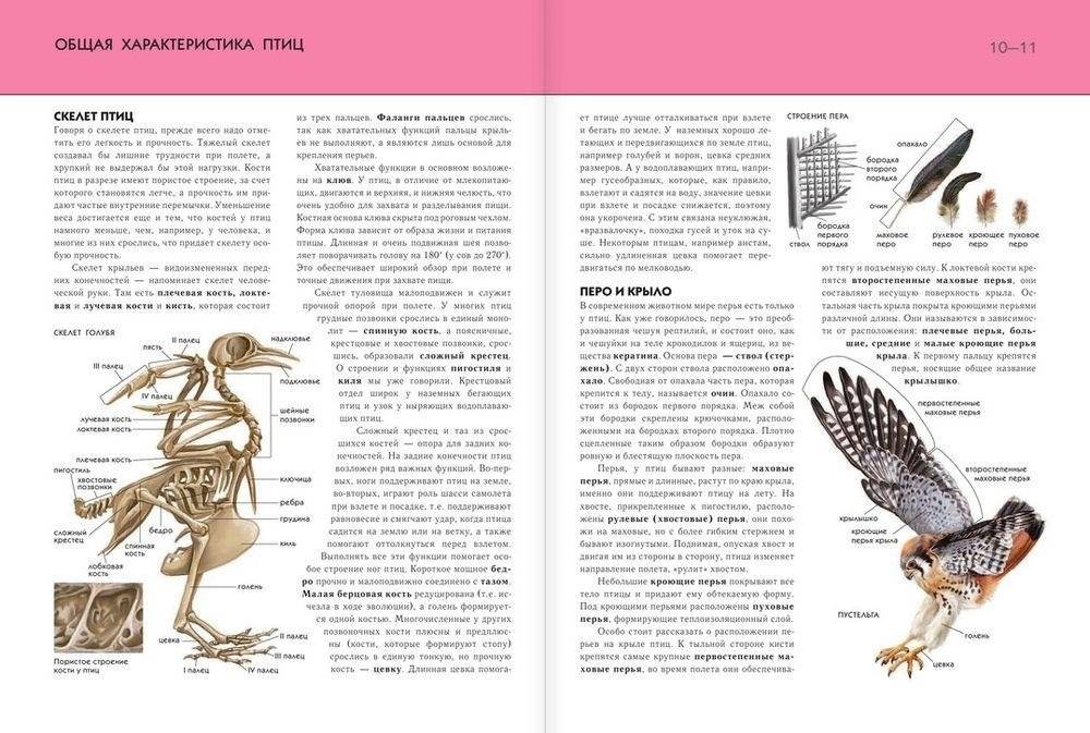 Птицы. Полная энциклопедия фото книги 7
