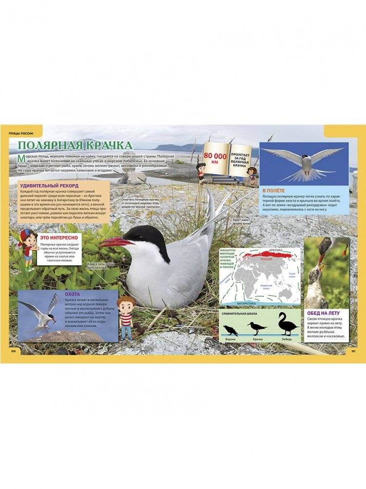 Животные России. Иллюстрированная детская энциклопедия фото книги 7