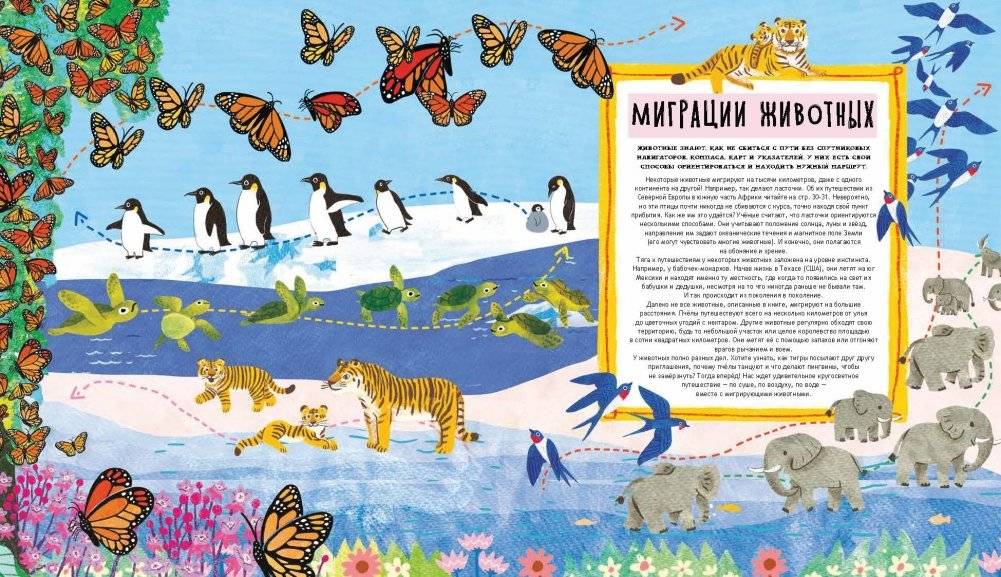 Куда идут пингвины. Маршруты миграции животных фото книги 6