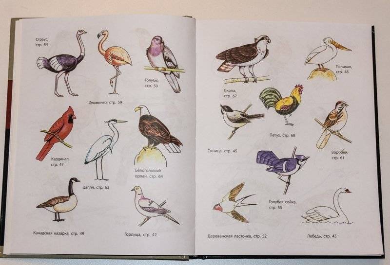 Рисование. Первые шаги фото книги 7