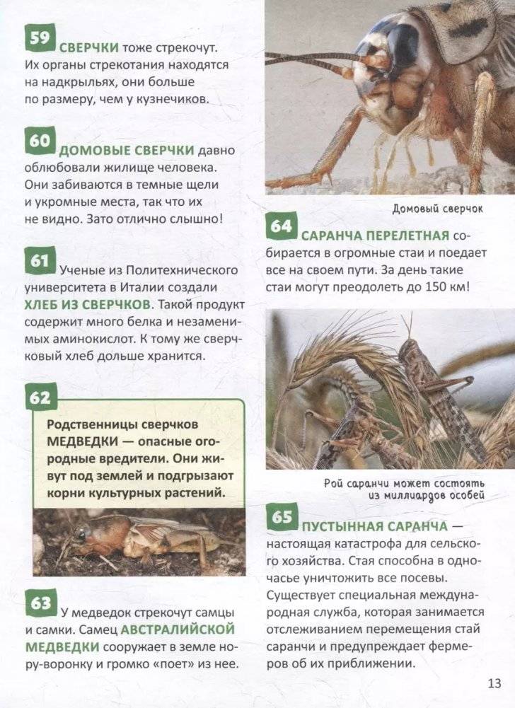 Насекомые. 250 фактов. Энциклопедия российского школьника фото книги 4