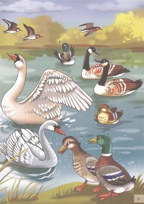 Серая шейка фото книги 5