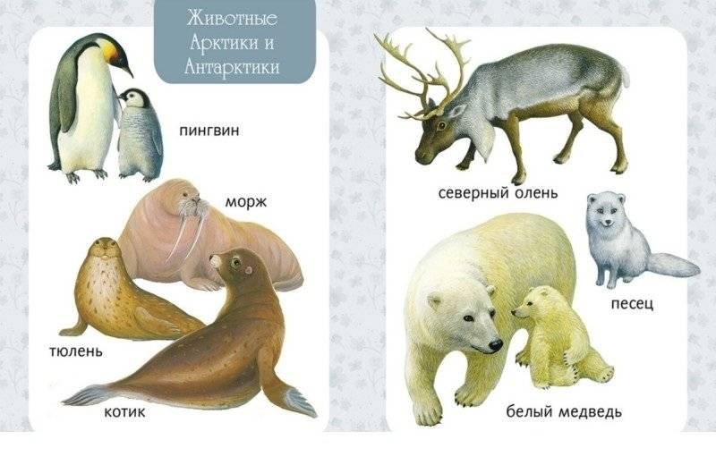 Первая книга малыша от 6 месяцев и старше фото книги 2