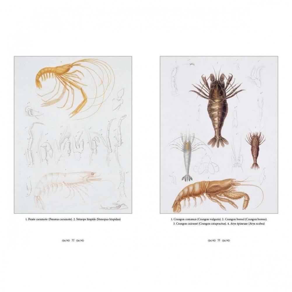 Ж.-Л. Кювье. Царство животных. Членистые. Ракообразные фото книги 8