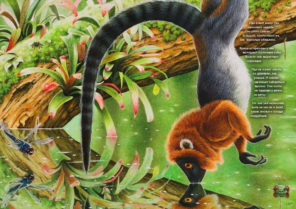 Ида. Взгляд из прошлого фото книги 3