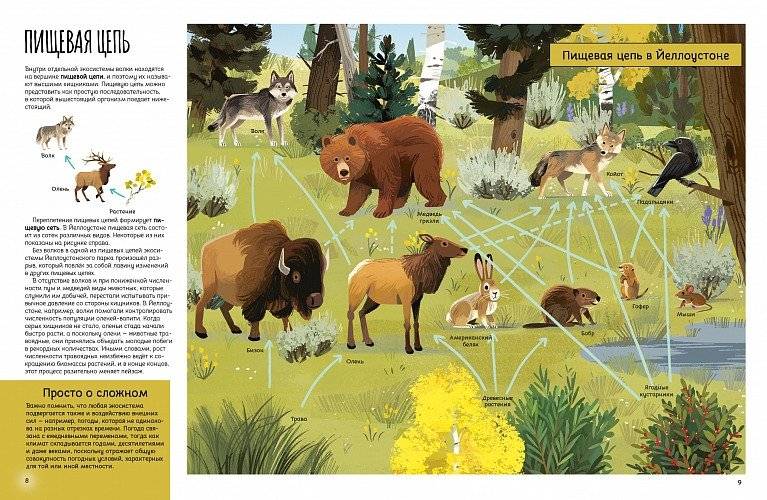 Вернуть волков: как хищники восстановили баланс экосистемы фото книги 5