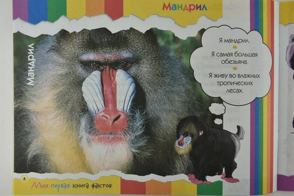 Моя первая книга фактов. Обезьяны и мартышки фото книги 2