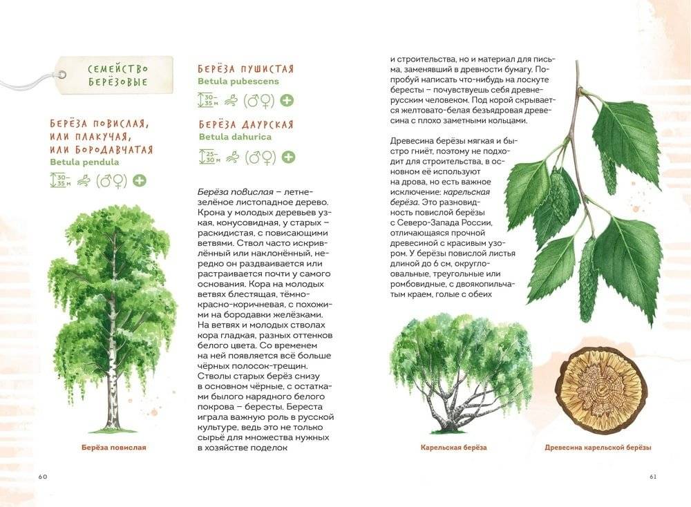 Деревья. Атлас-определитель фото книги 4