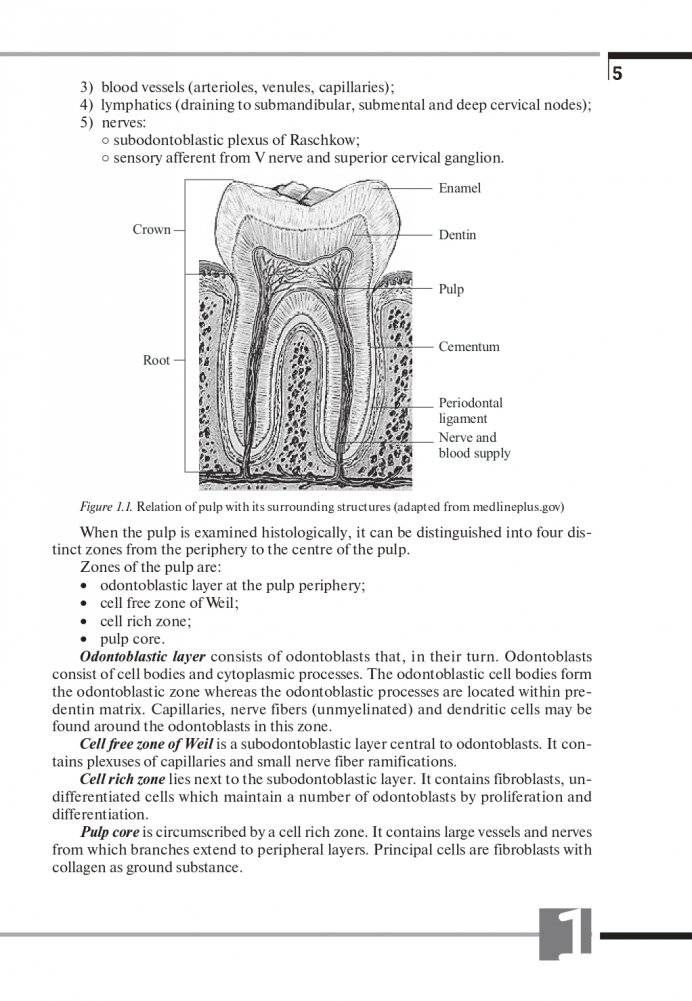 Терапевтическая стоматология. Клиническая эндодонтия (на англ. языке) фото книги 6