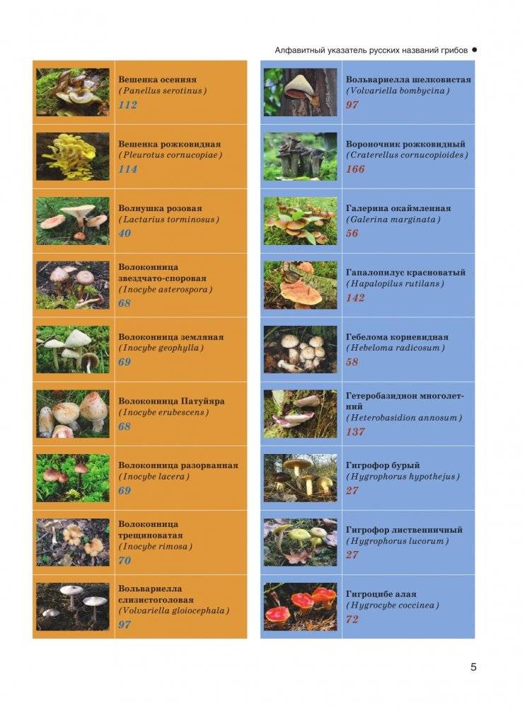 Большая энциклопедия. Грибы. Съедобные и несъедобные. Собираем и готовим. фото книги 6