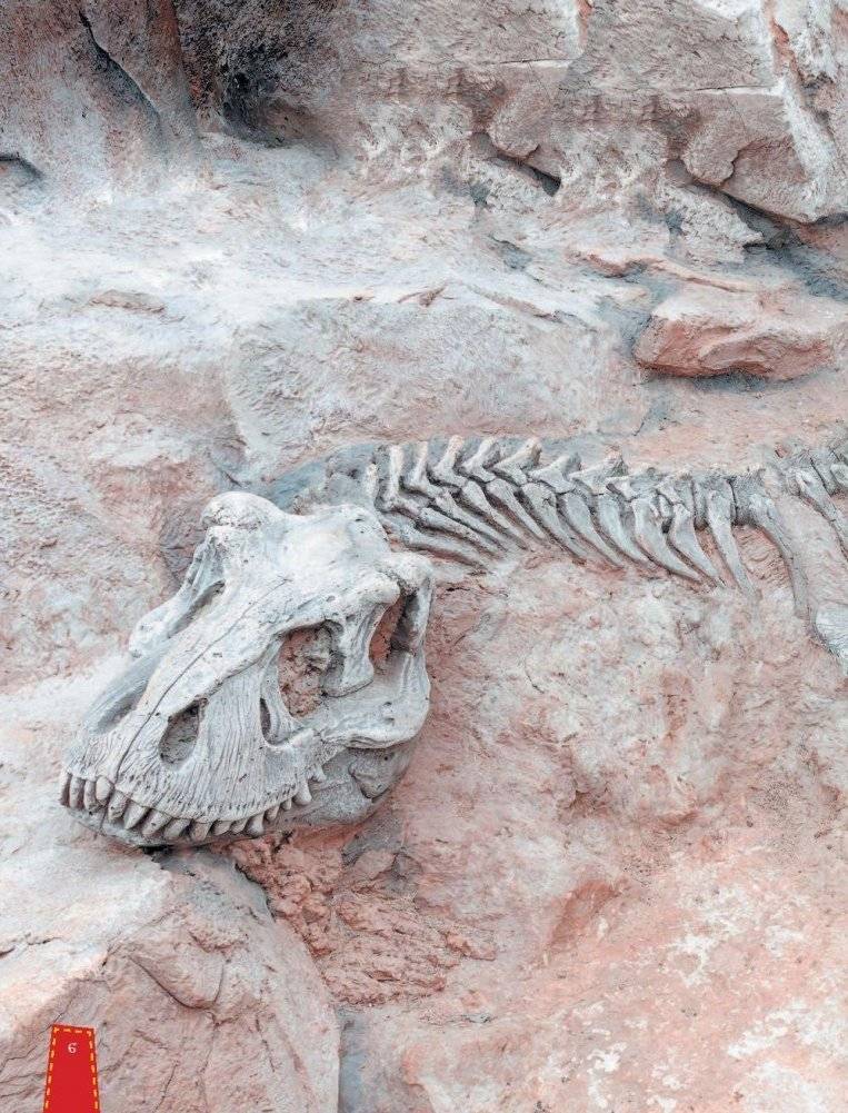 Динозавры в вопросах и ответах фото книги 6