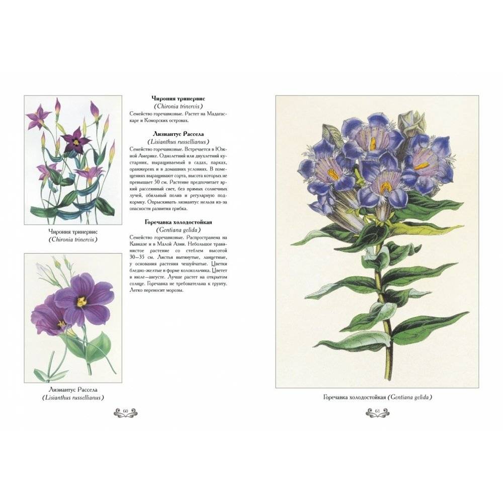 Самые красивые цветы. Дж. Пакстон фото книги 6