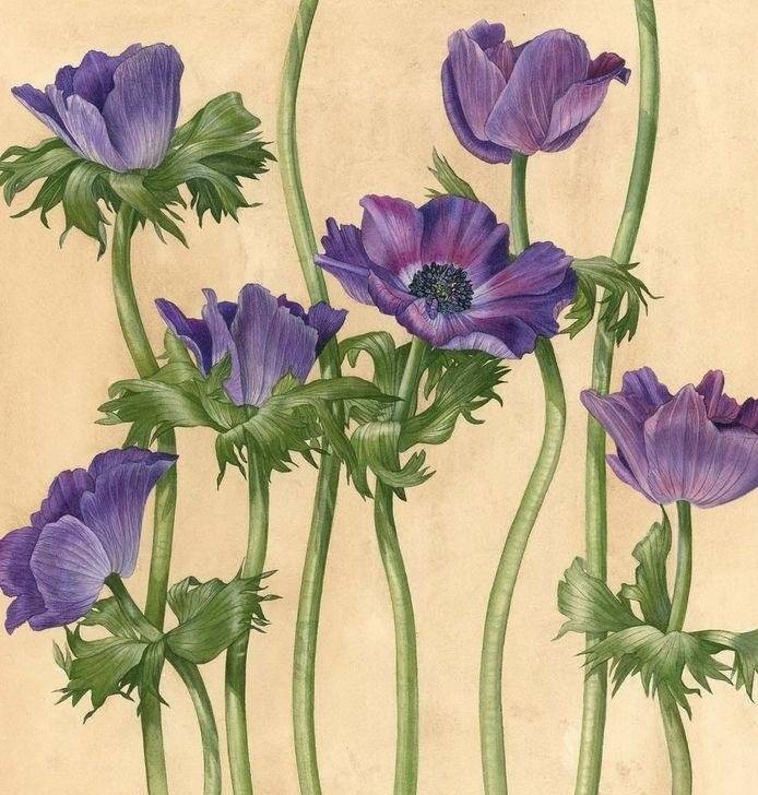 Ботанические портреты. Практическое руководство по рисованию акварелью фото книги 5